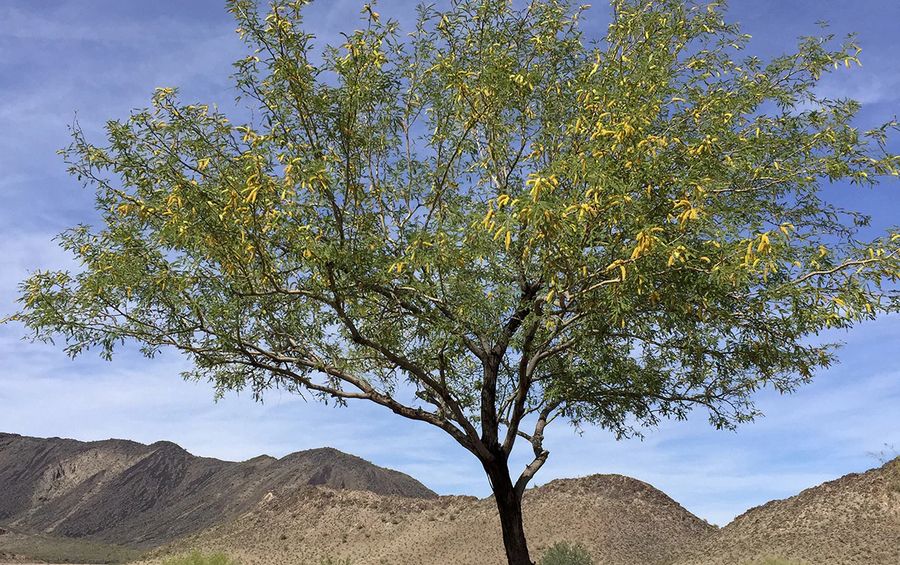 Mesquite honey
