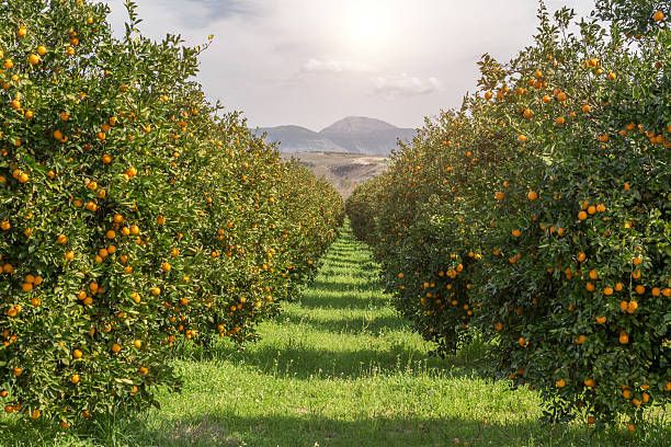 Orange Blossom honey